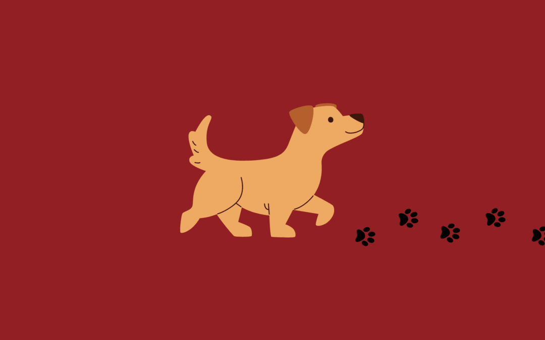 Qué hacer si un perro desconocido te sigue: Guía rápida y segura