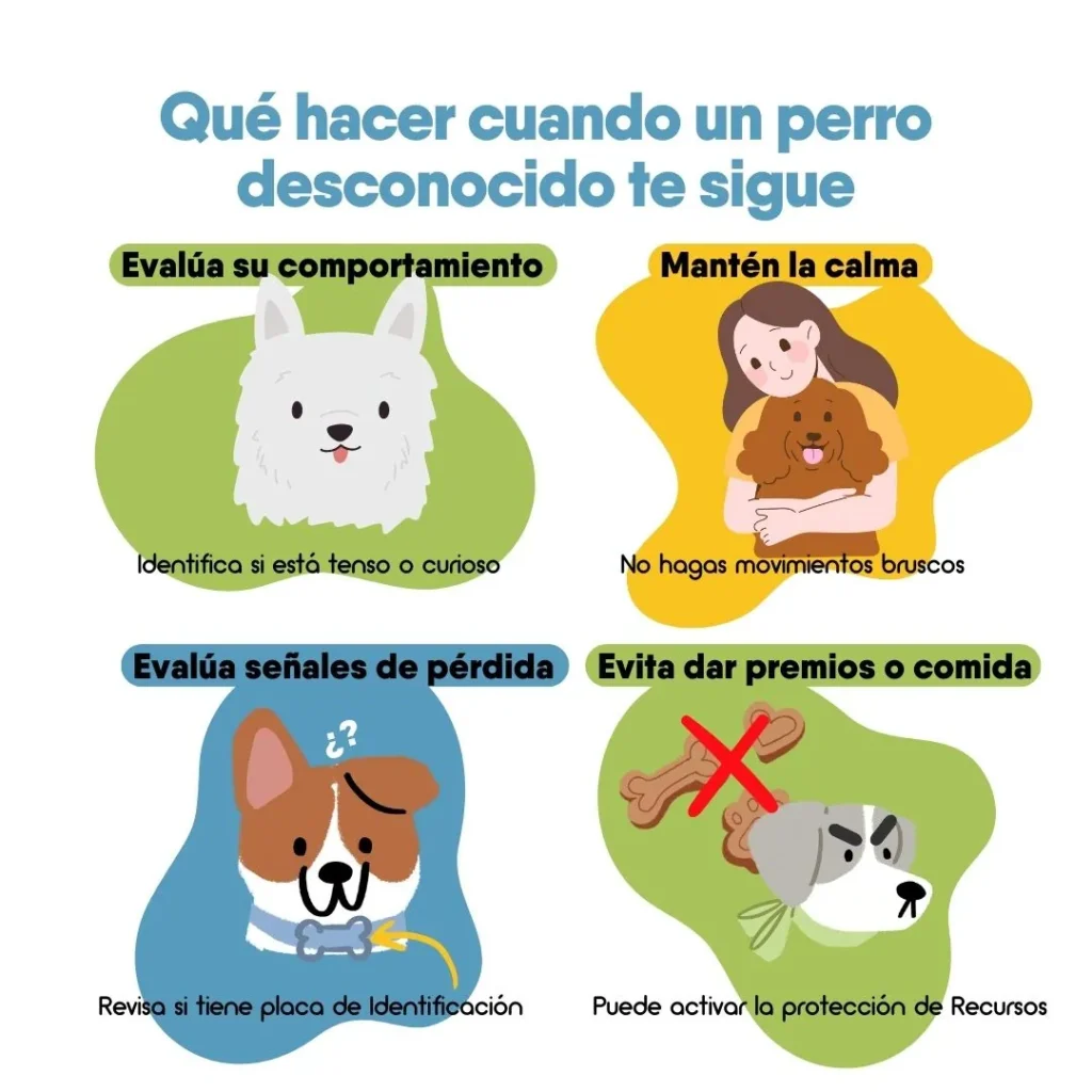 Infografía con consejos sobre qué hacer si un perro desconocido te sigue, incluyendo evaluar su comportamiento, mantener la calma, revisar señales de pérdida y evitar dar comida.