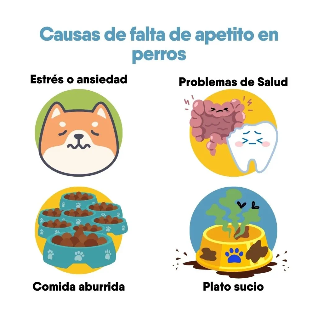 Causas de la falta de apetito en perros: estrés, problemas de salud, comida aburrida y plato sucio.