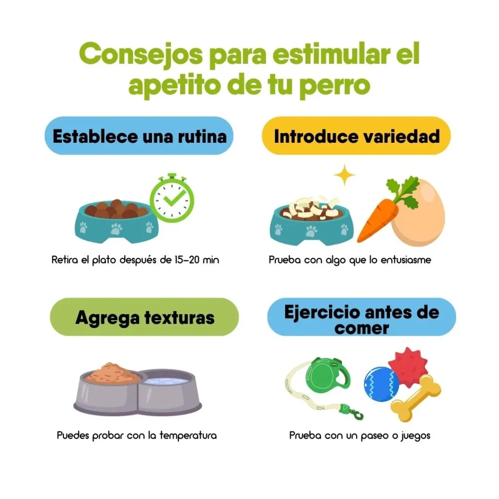 Consejos para estimular el apetito de un perro: establecer una rutina, introducir variedad, agregar texturas y hacer ejercicio antes de comer.