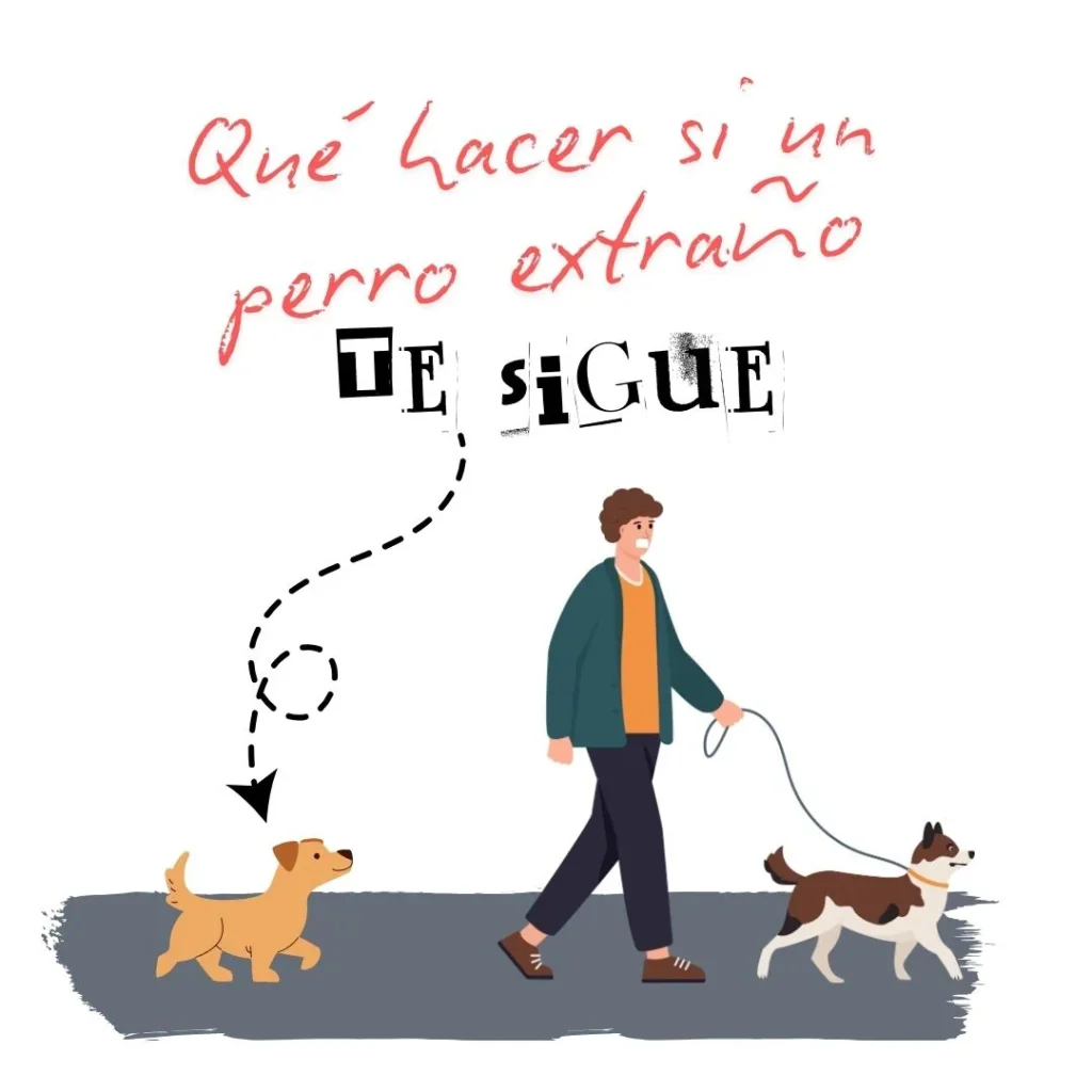 Ilustración de un hombre paseando a su perro mientras un perro extraño lo sigue, con el título "Qué hacer si un perro extraño te sigue".