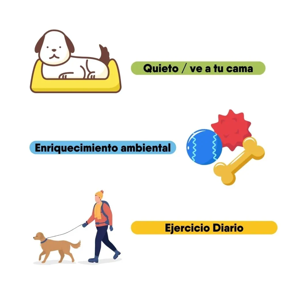 Ilustraciones sobre entrenamiento y bienestar canino, con conceptos como "quieto", "enriquecimiento ambiental" y "ejercicio diario".