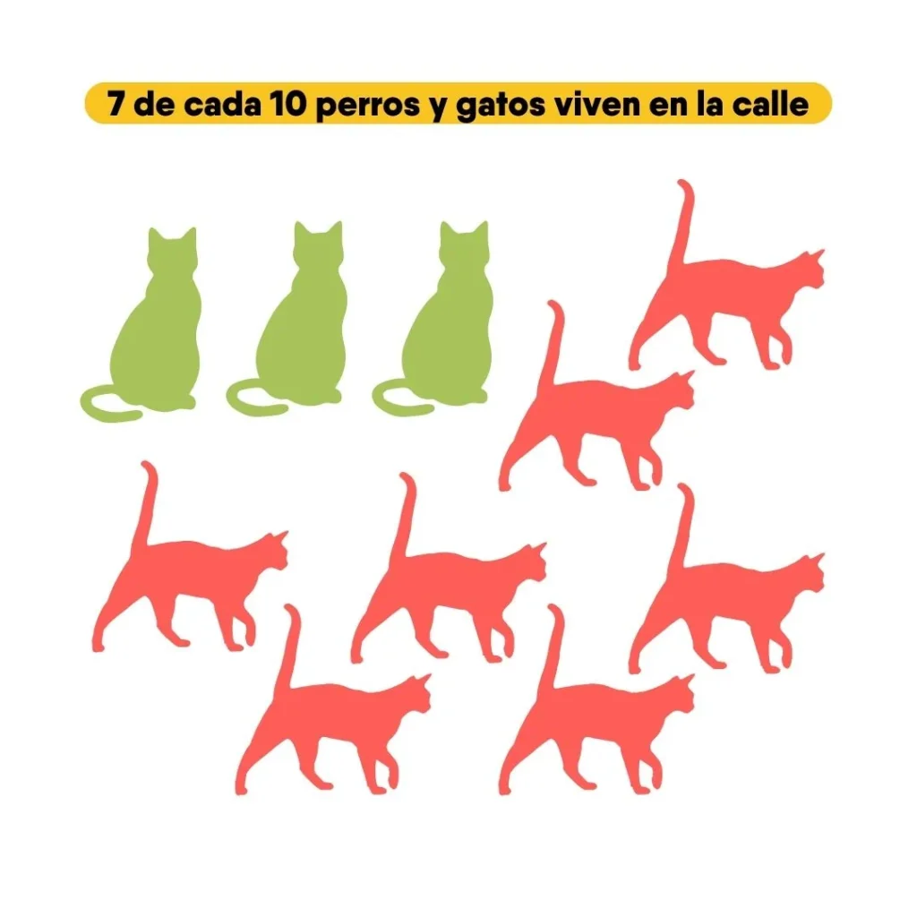 Infografía sobre la cantidad de perros y gatos en situación de calle, indicando que 7 de cada 10 viven sin hogar.