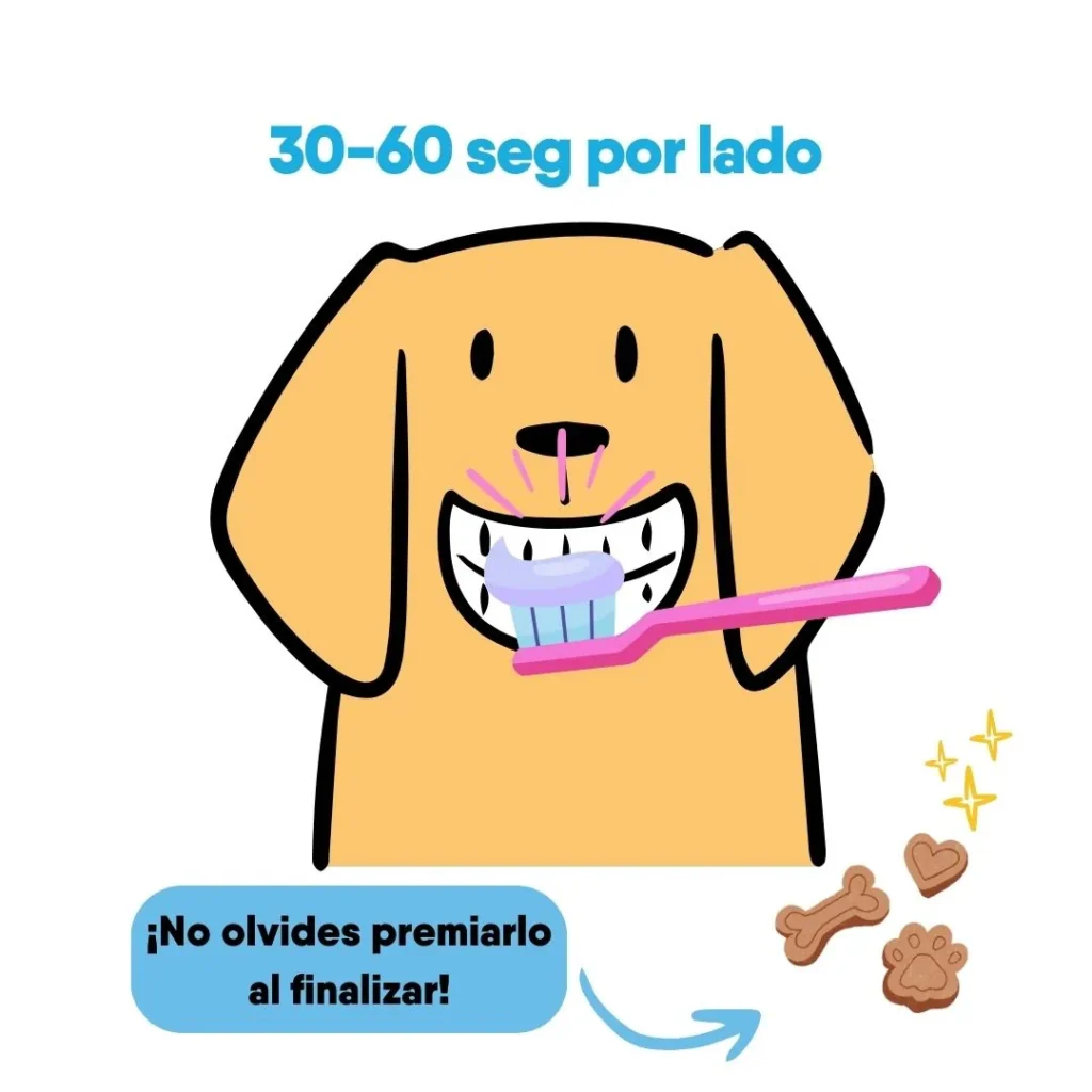 Ilustración de un perro con un cepillo de dientes en la boca y la indicación de cepillar 30-60 segundos por lado.