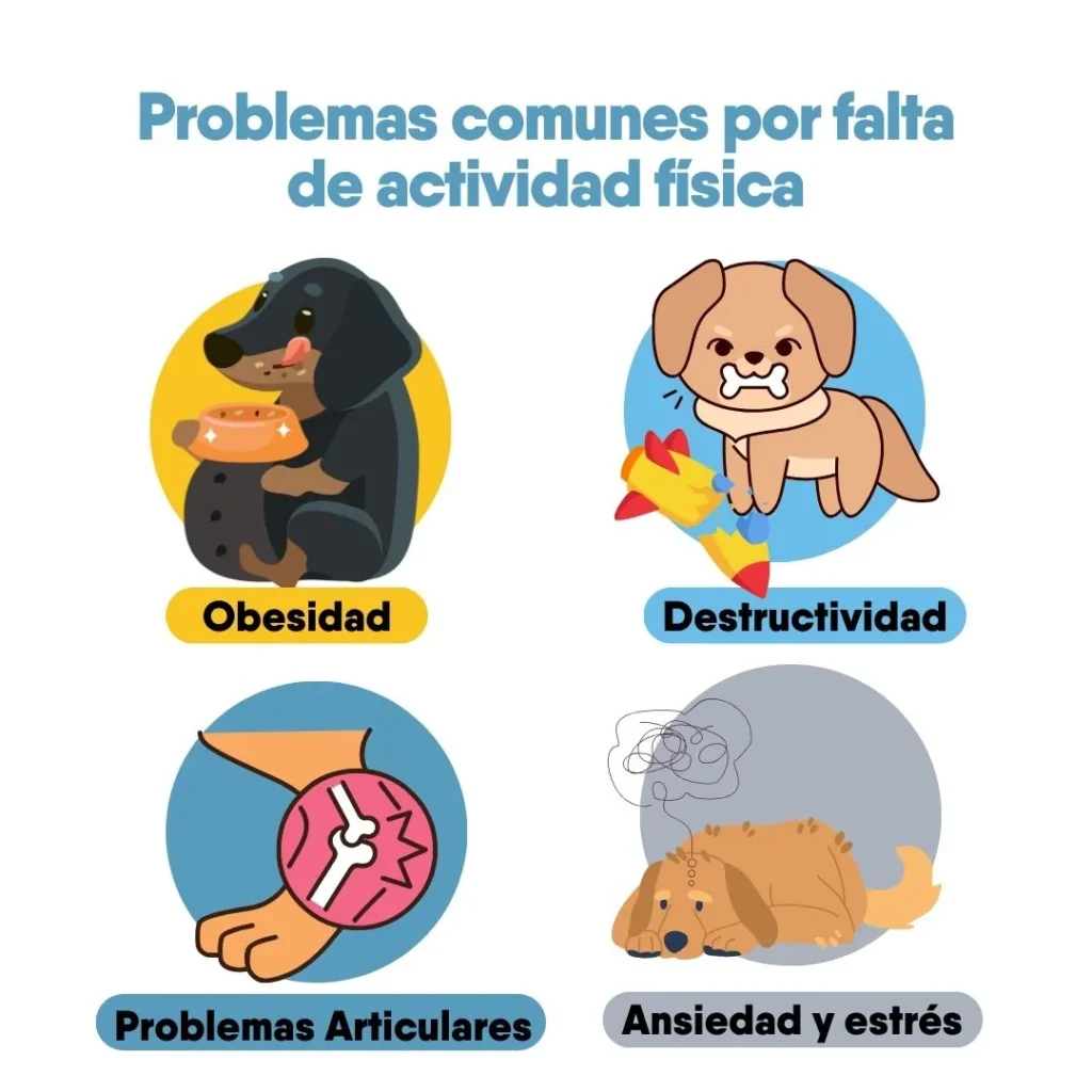 Ilustración de problemas comunes en perros pequeños por falta de actividad física, como obesidad, destructividad, problemas articulares y ansiedad.