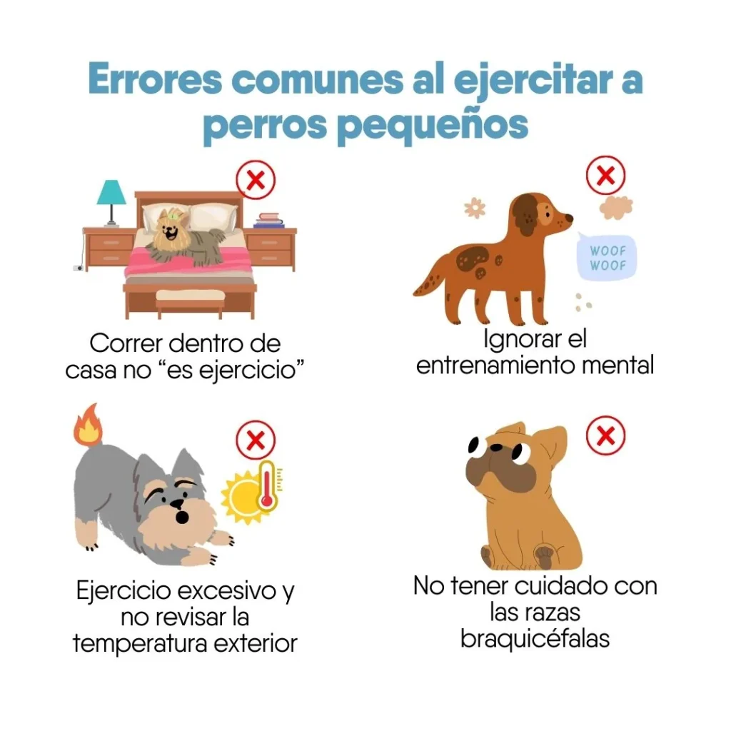 Ilustración de errores comunes al ejercitar perros pequeños, como correr dentro de casa, ignorar el entrenamiento mental, hacer ejercicio excesivo y no cuidar razas braquicéfalas.