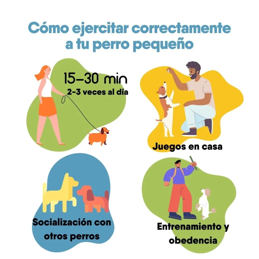Ilustración sobre cómo ejercitar correctamente a un perro pequeño con paseos, juegos en casa, socialización con otros perros y entrenamiento de obediencia.